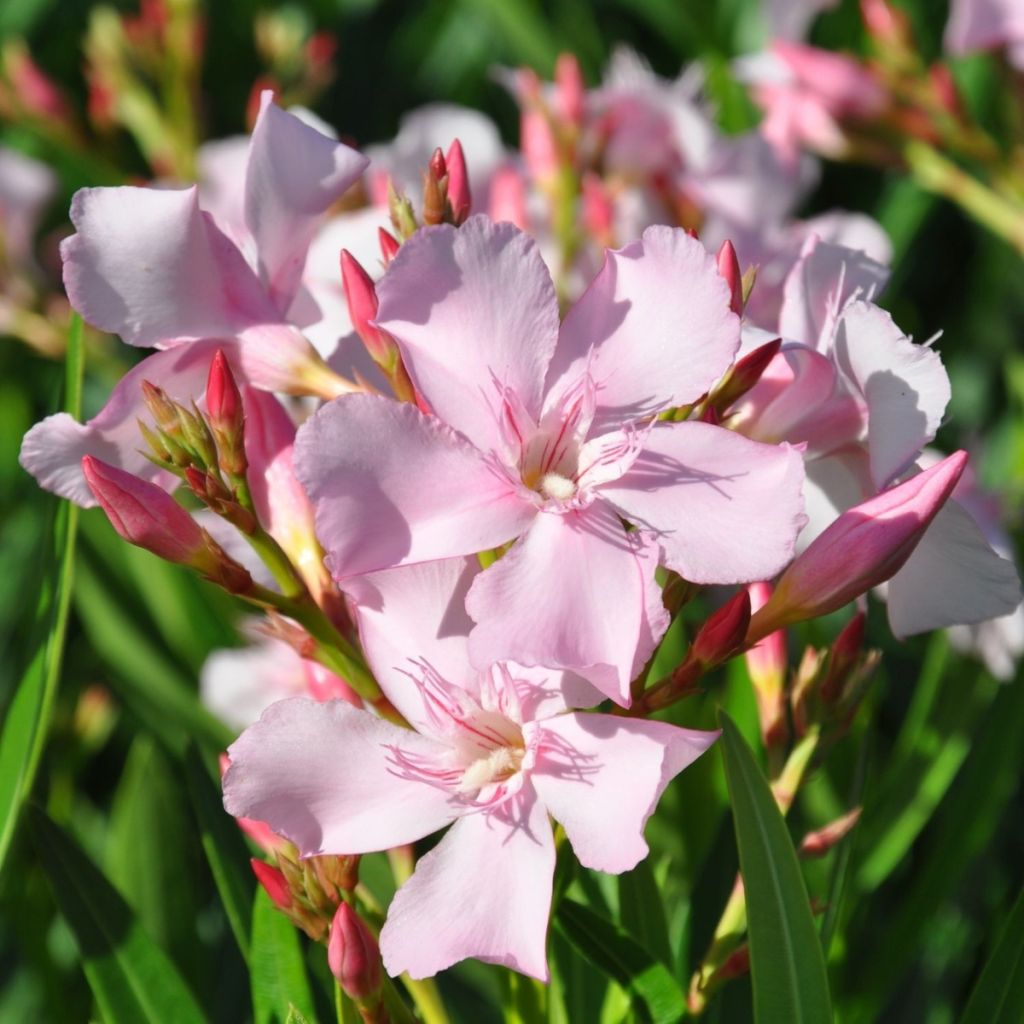 Nerium oleander Sealy Pink - Oleander