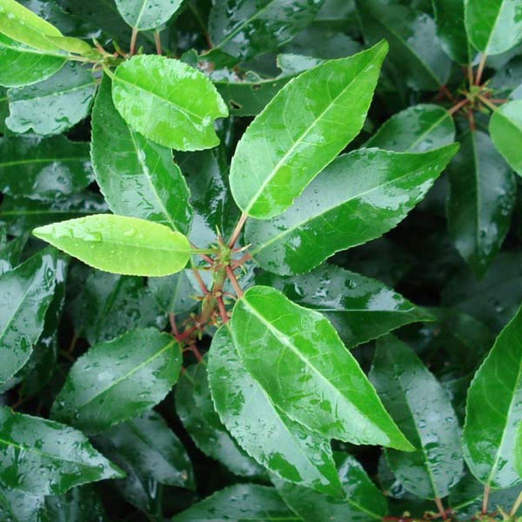 Prunus lusitanica Angustifolia - Portugese laurier