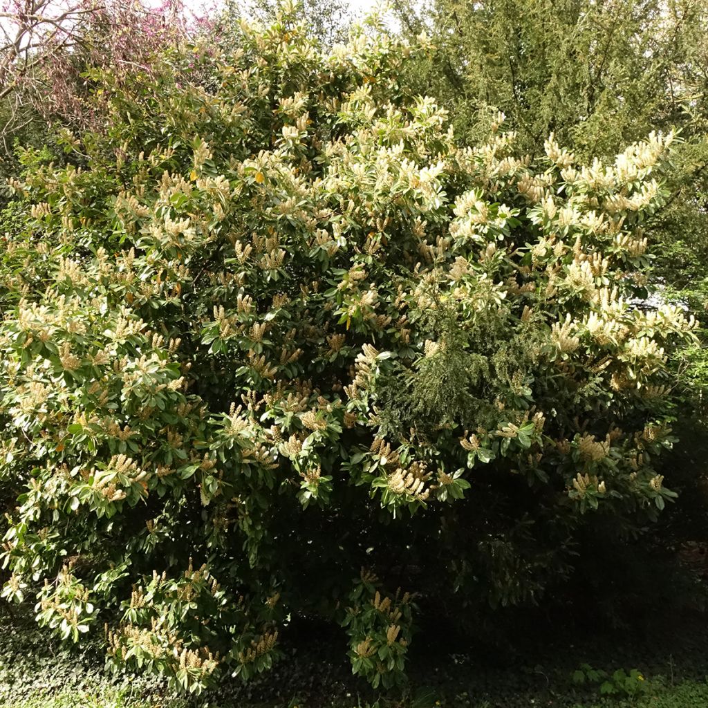 Prunus laurocerasus Caucasica - Laurierkers