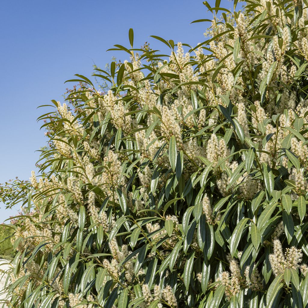 Prunus laurocerasus Otto Luyken - Laurierkers