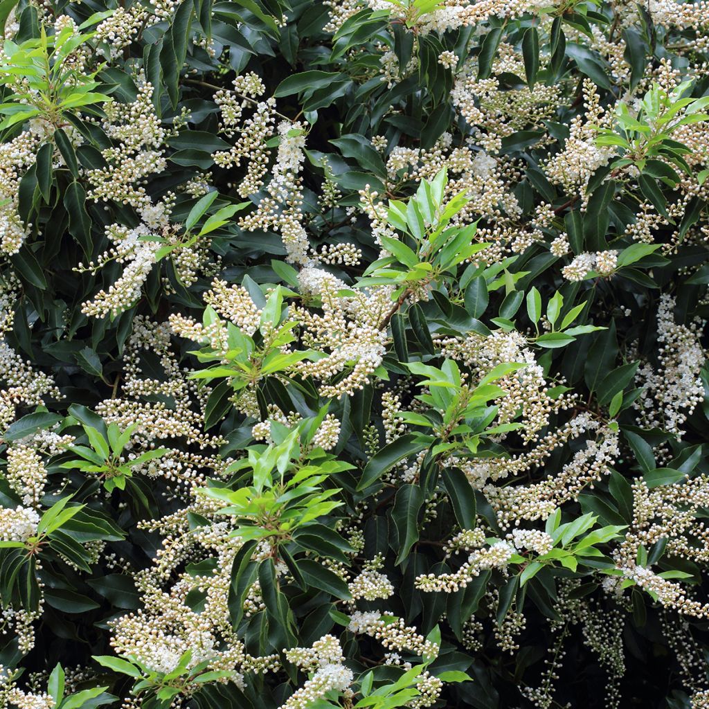 Prunus lusitanica Angustifolia - Portugese laurier