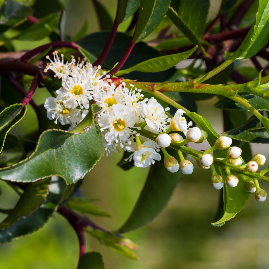 Prunus lusitanica Brenelia - Portugese laurier