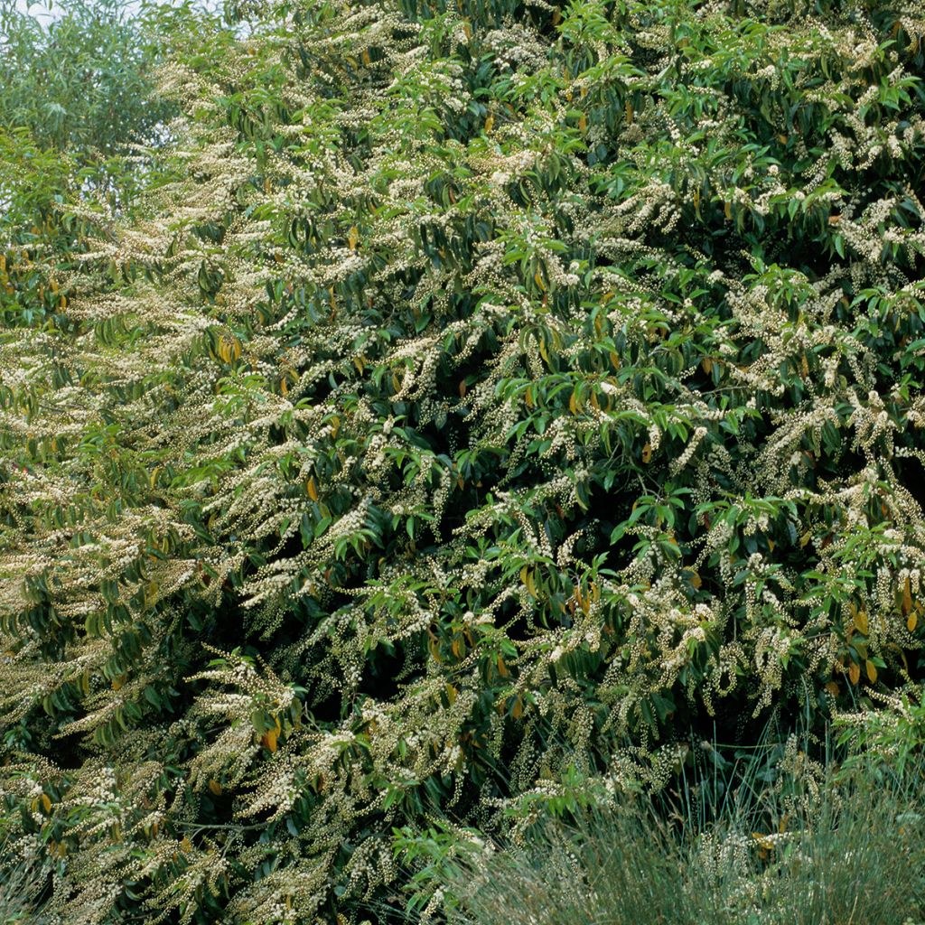 Prunus lusitanica - Portugese laurier