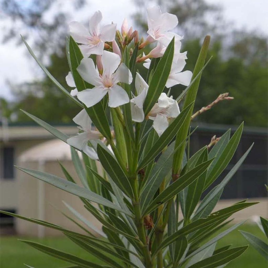 Nerium oleander Alsace - Oleander