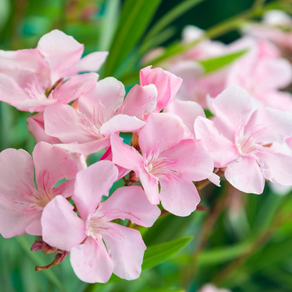 Nerium oleander Caro - Rozenlaurier