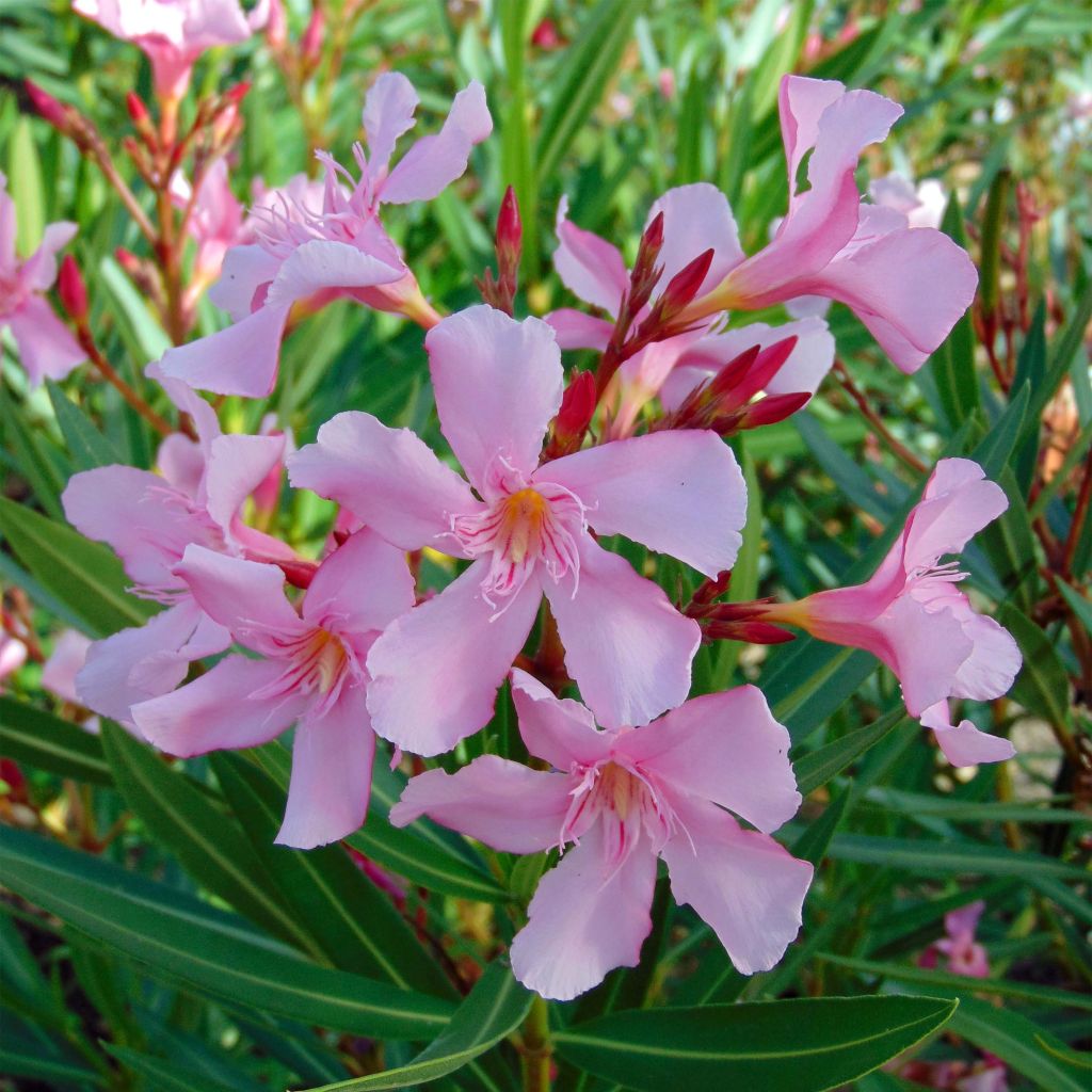 Nerium oleander Emilie - Rozenlaurier