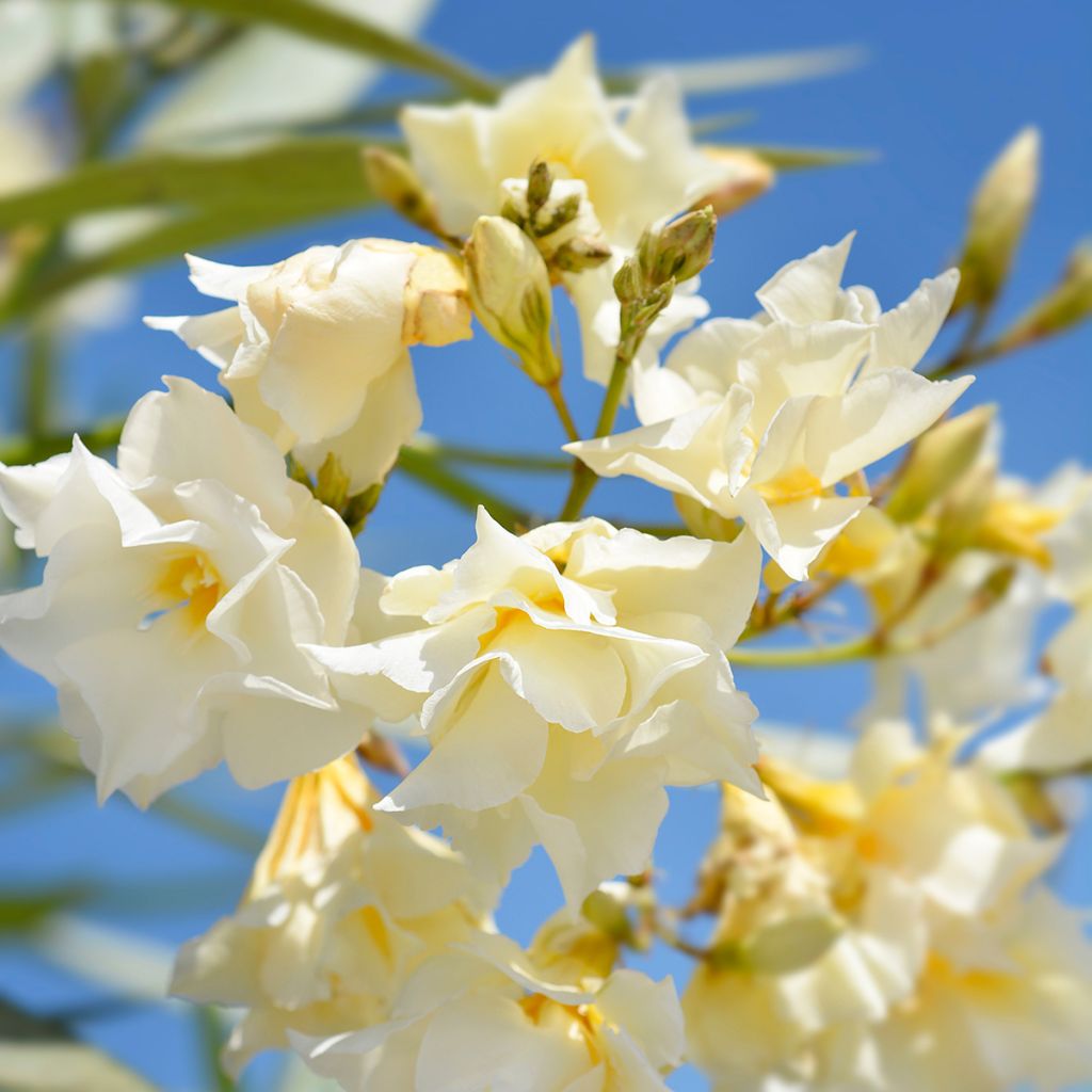 Nerium oleander Luteum Plenum - Oleander