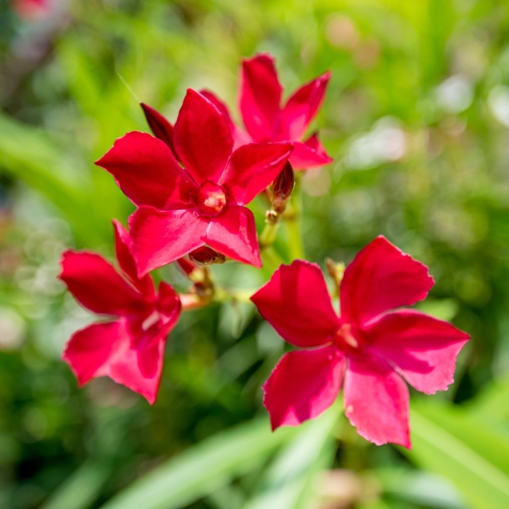 Nerium oleander Rood Simple - Oleander