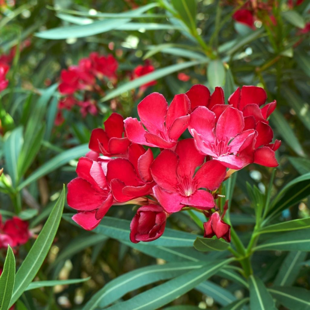 Nerium oleander Rood Simple - Oleander