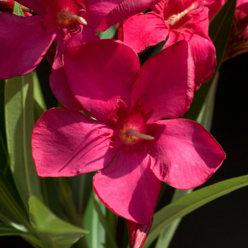 Nerium oleander Rood Simple - Oleander