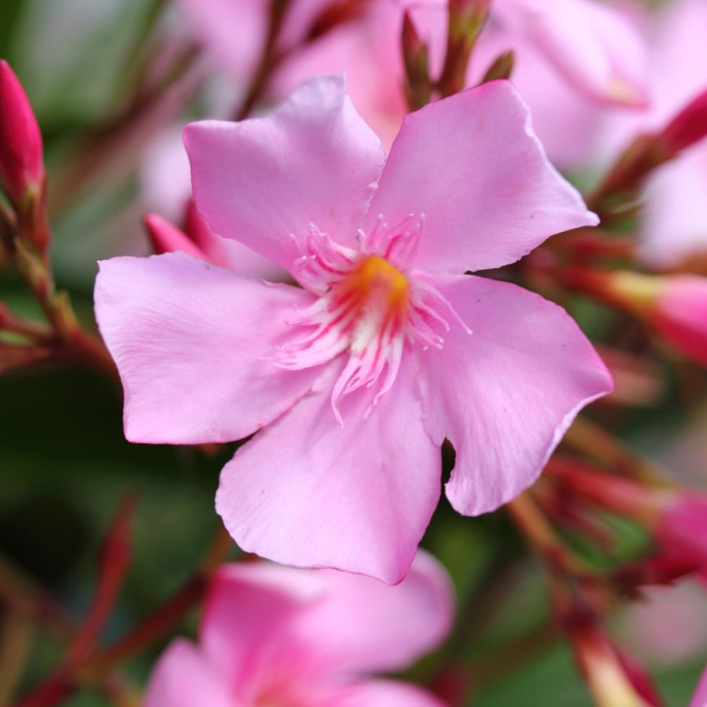 Nerium oleander Roze - Oleander