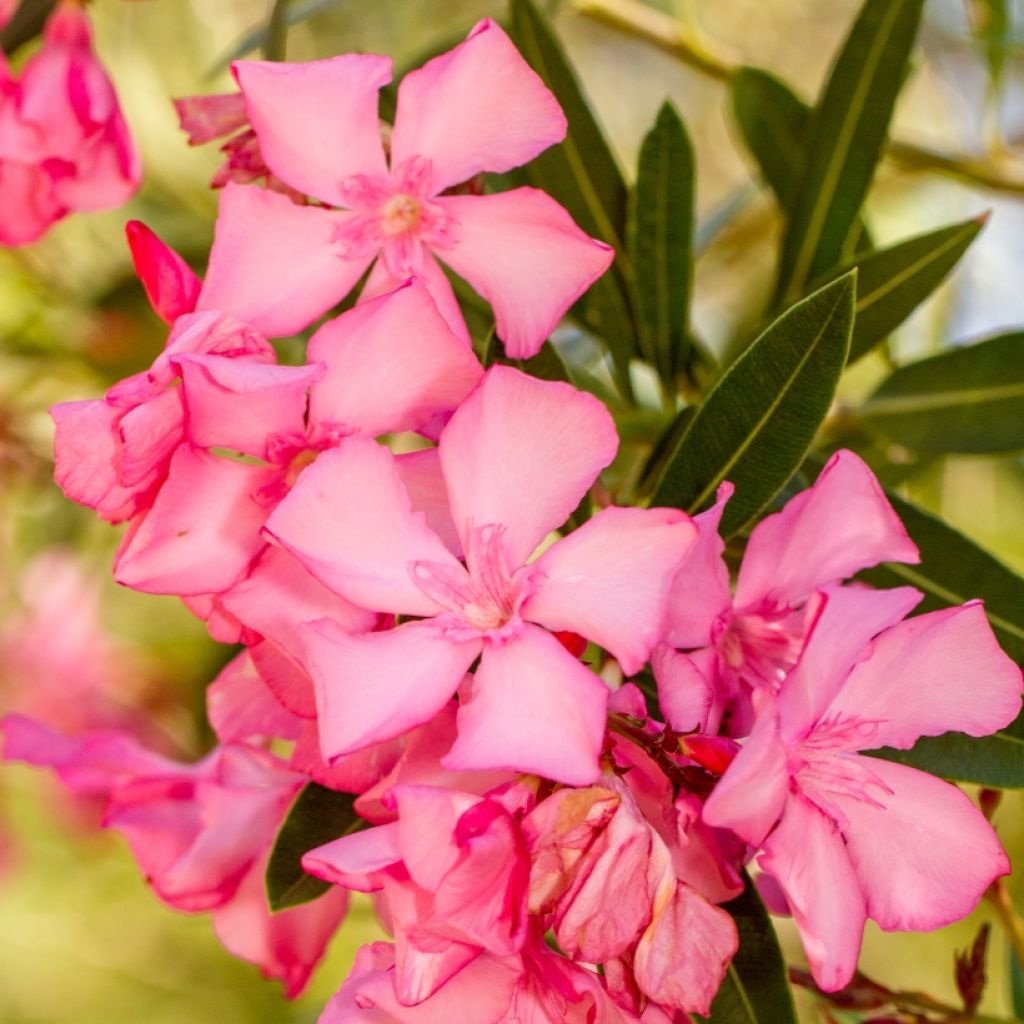 Nerium oleander Roze - Oleander