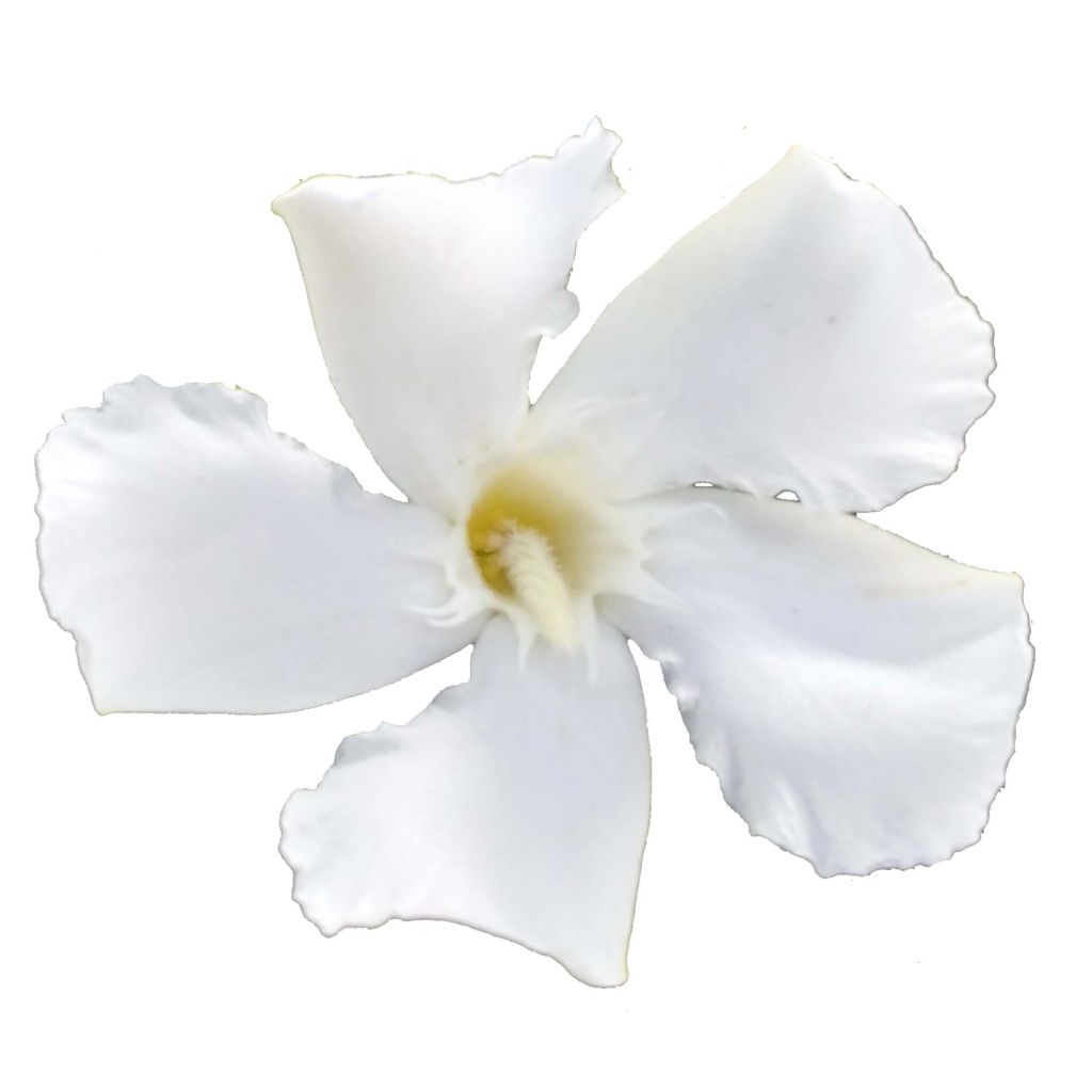 Nerium oleander Soeur Agnes - Rozenlaurier