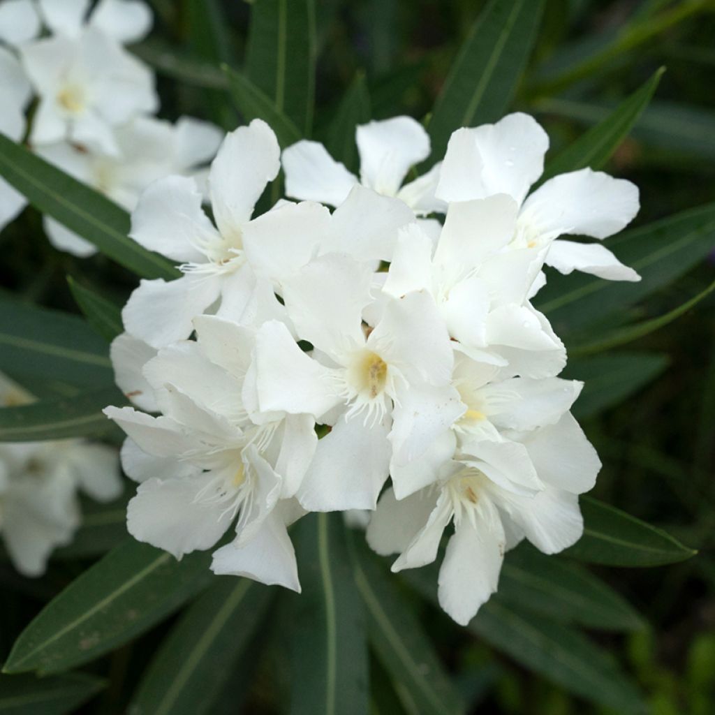 Nerium oleander Soeur Agnes - Rozenlaurier
