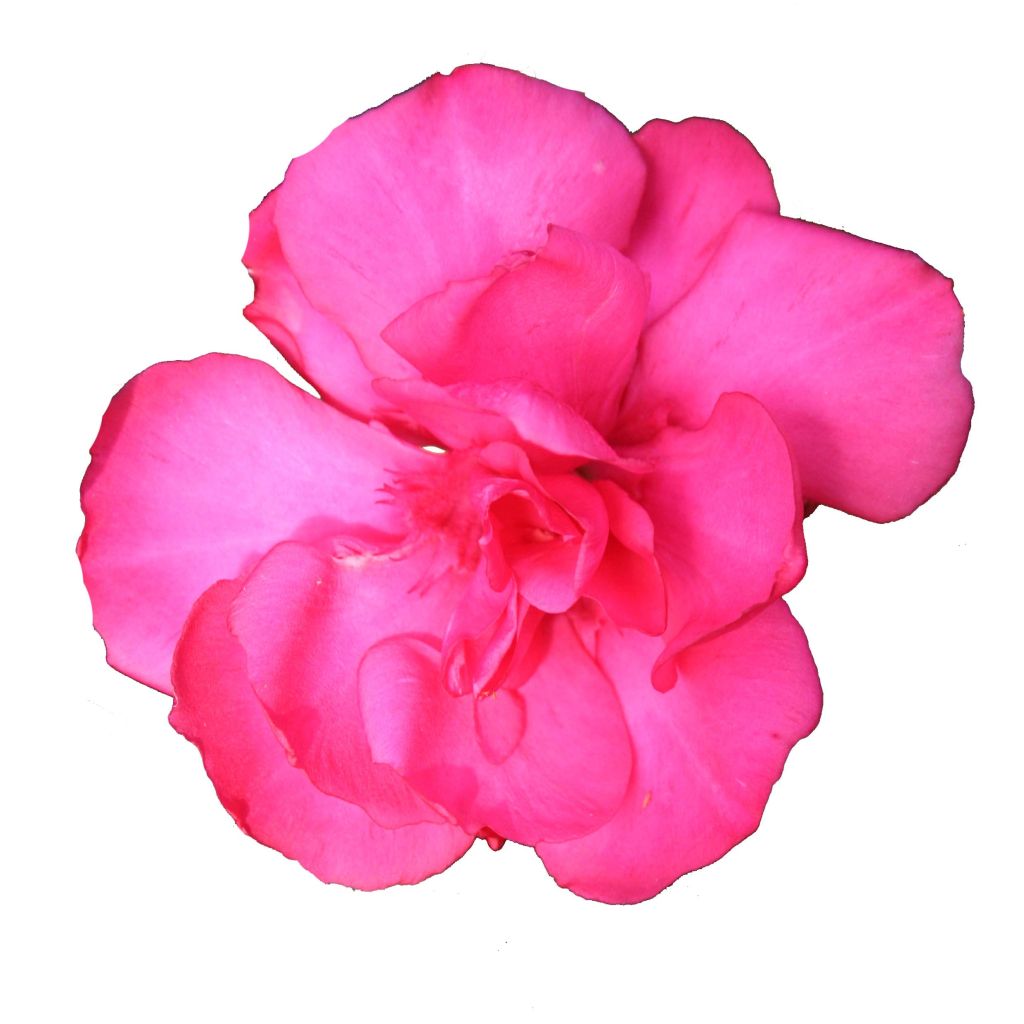 Nerium oleander Variegata - Rozenlaurier