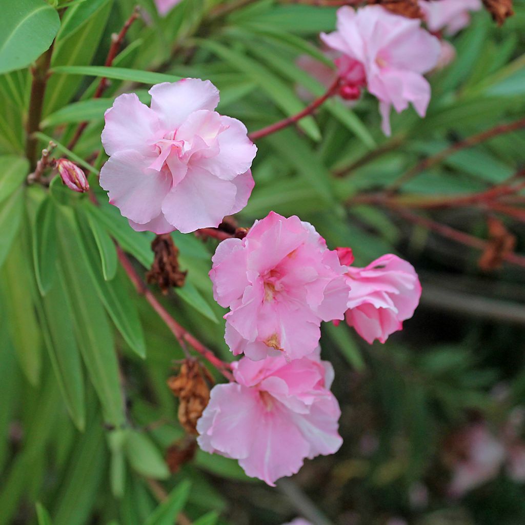 Nerium oleander Roseum Plenum - Rozenlaurier