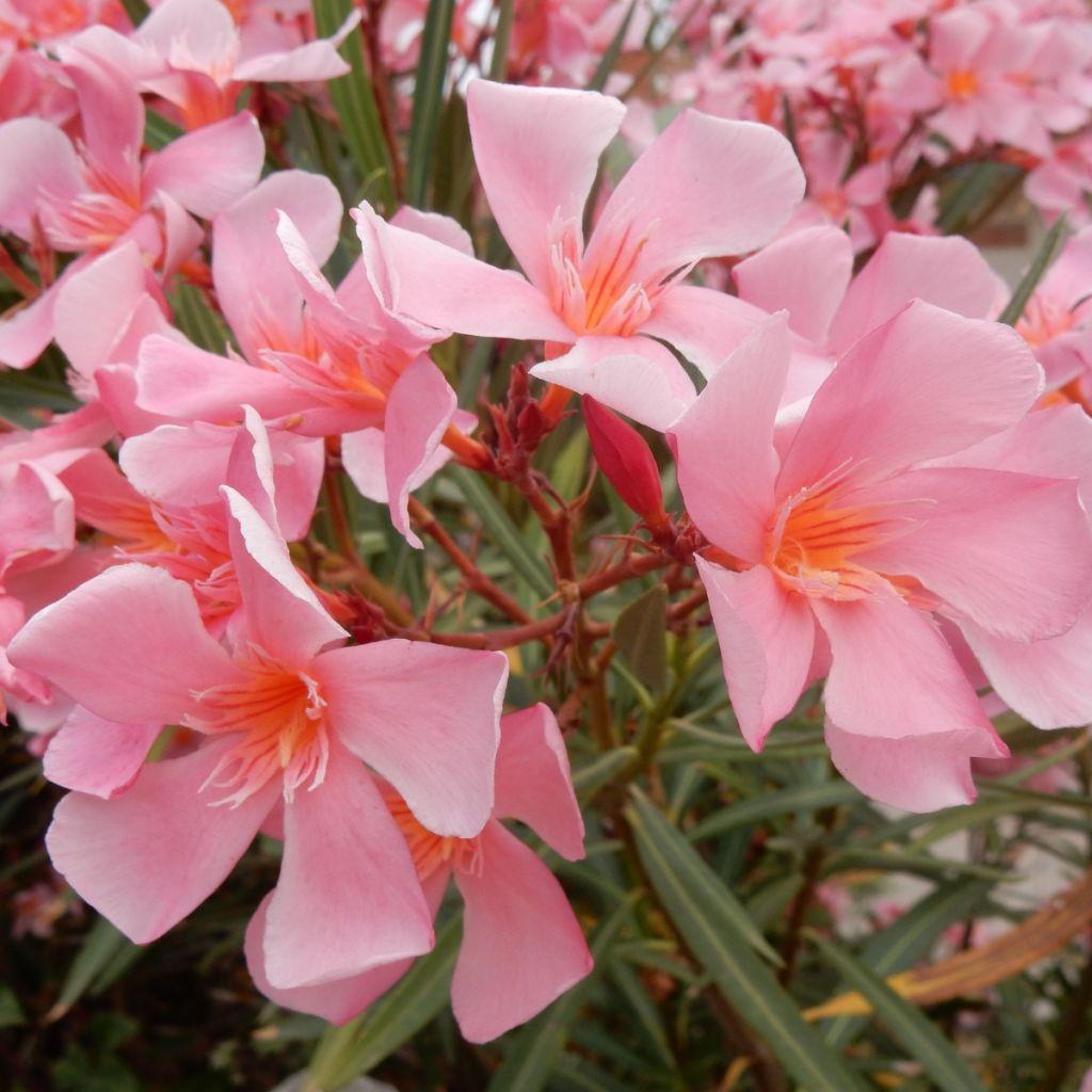 Nerium oleander Tito Poggi - Oleander
