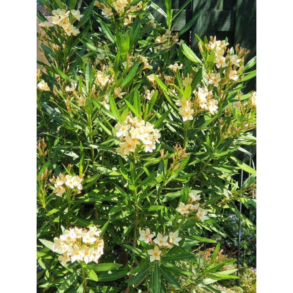 Nerium oleander Geel - Rozenlaurier