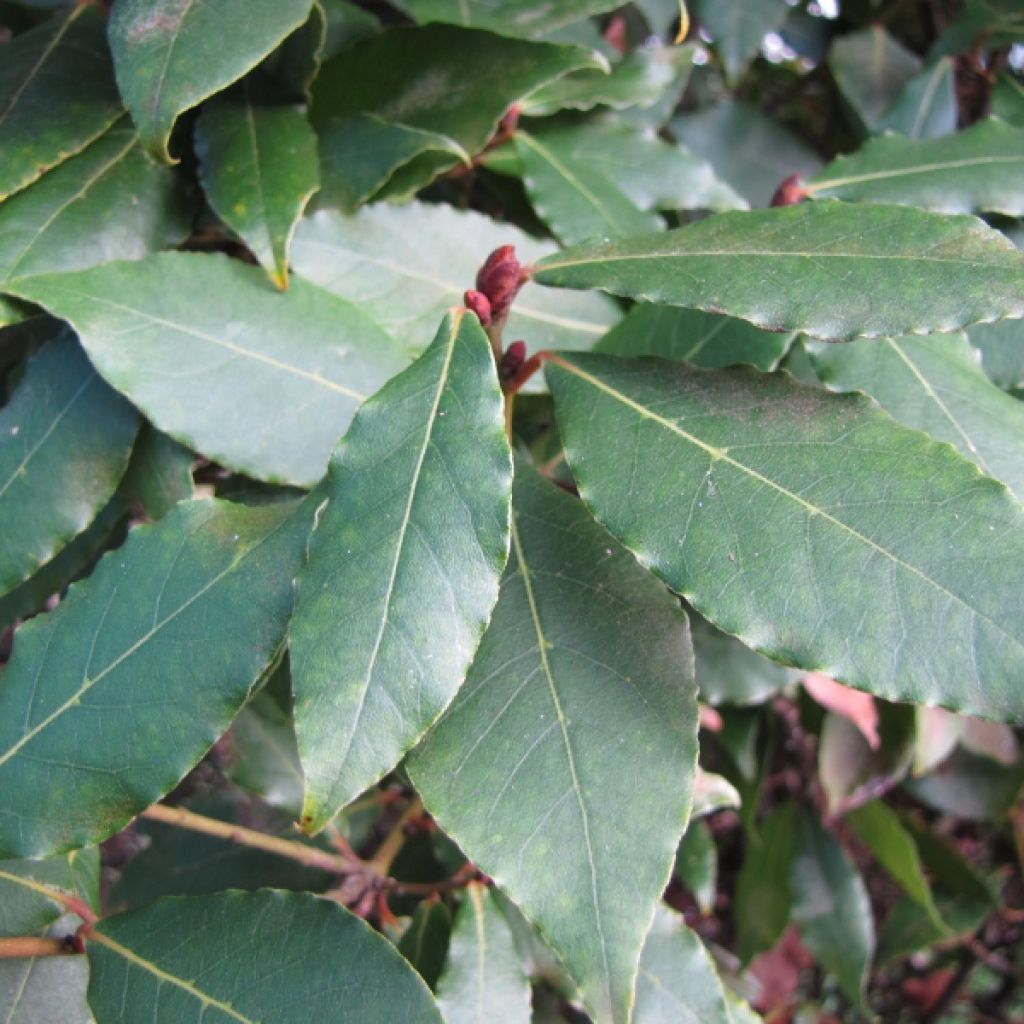 Echte laurier - Laurus nobilis