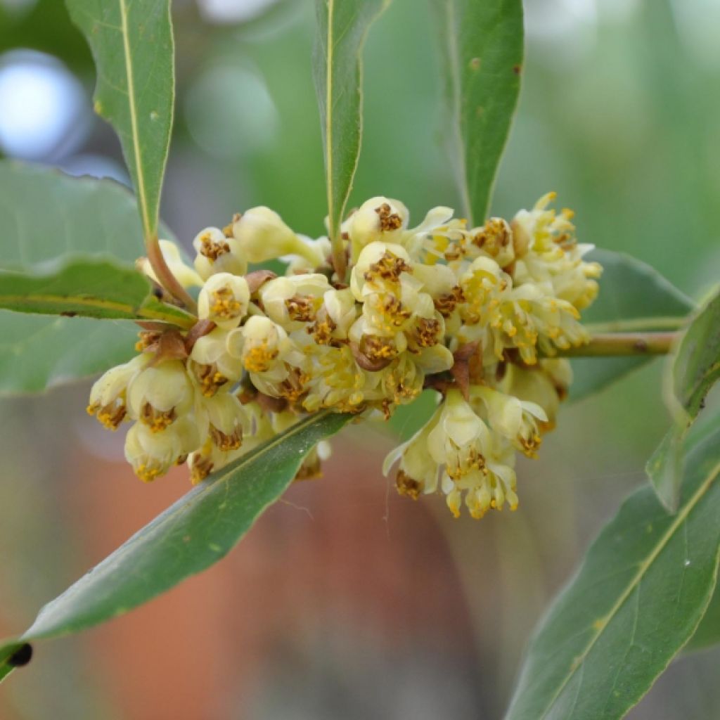 Echte laurier - Laurus nobilis