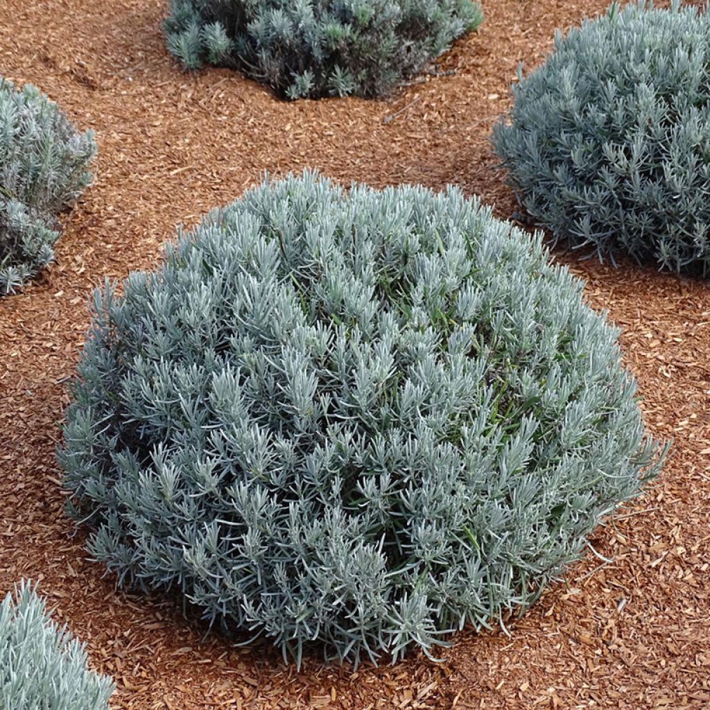 Lavandin Phenomenal Niko - Lavandula intermedia