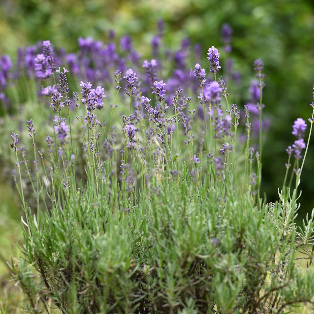 Echte lavendel - Lavandula angustifolia