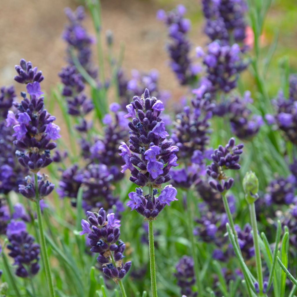 Echte lavendel - Lavandula angustifolia