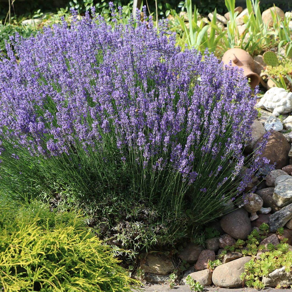 Echte lavendel - Lavandula angustifolia