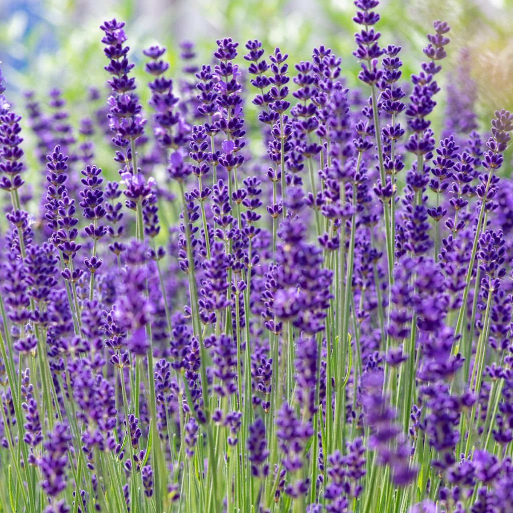 Echte lavendel - Lavandula angustifolia (zaad)