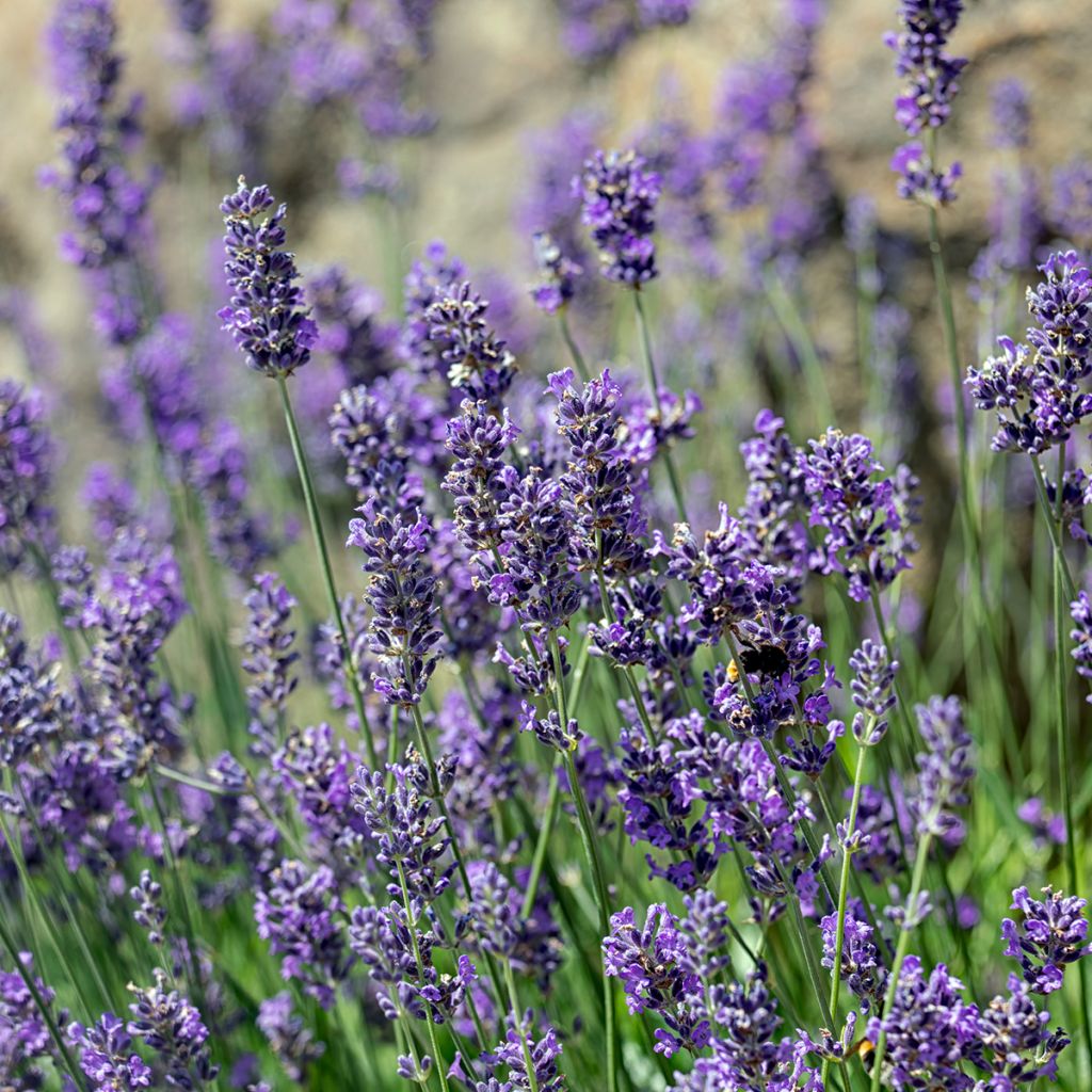 Lavendel Munstead - Lavandula angustifolia