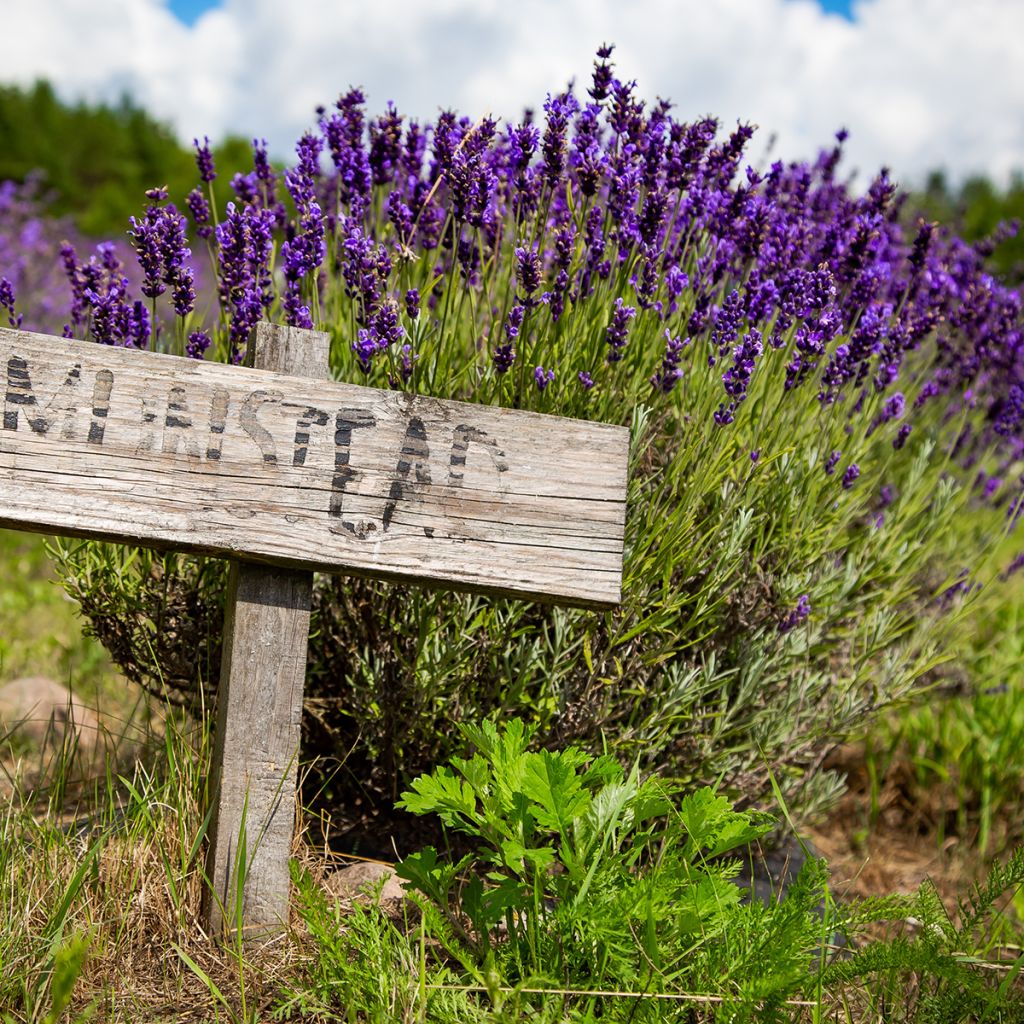 Lavendel Munstead - Lavandula angustifolia