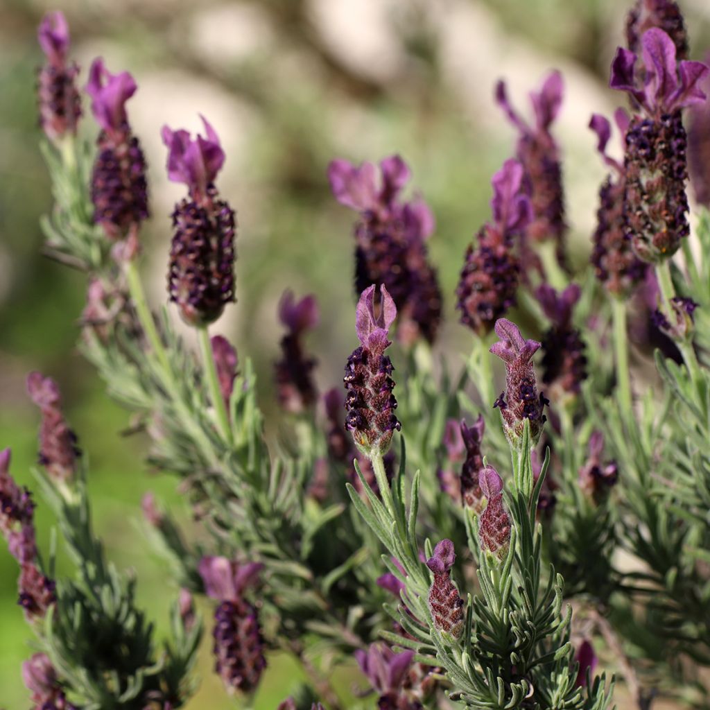 Lavandula stoechas Bandera Deep Purple - Kuiflavendel