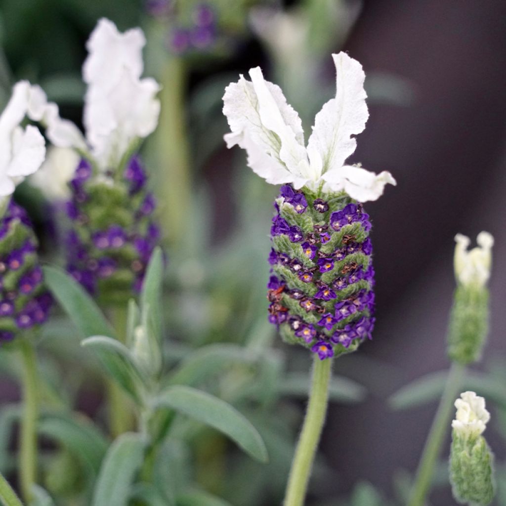 Lavandula stoechas Bandera White - Kuiflavendel