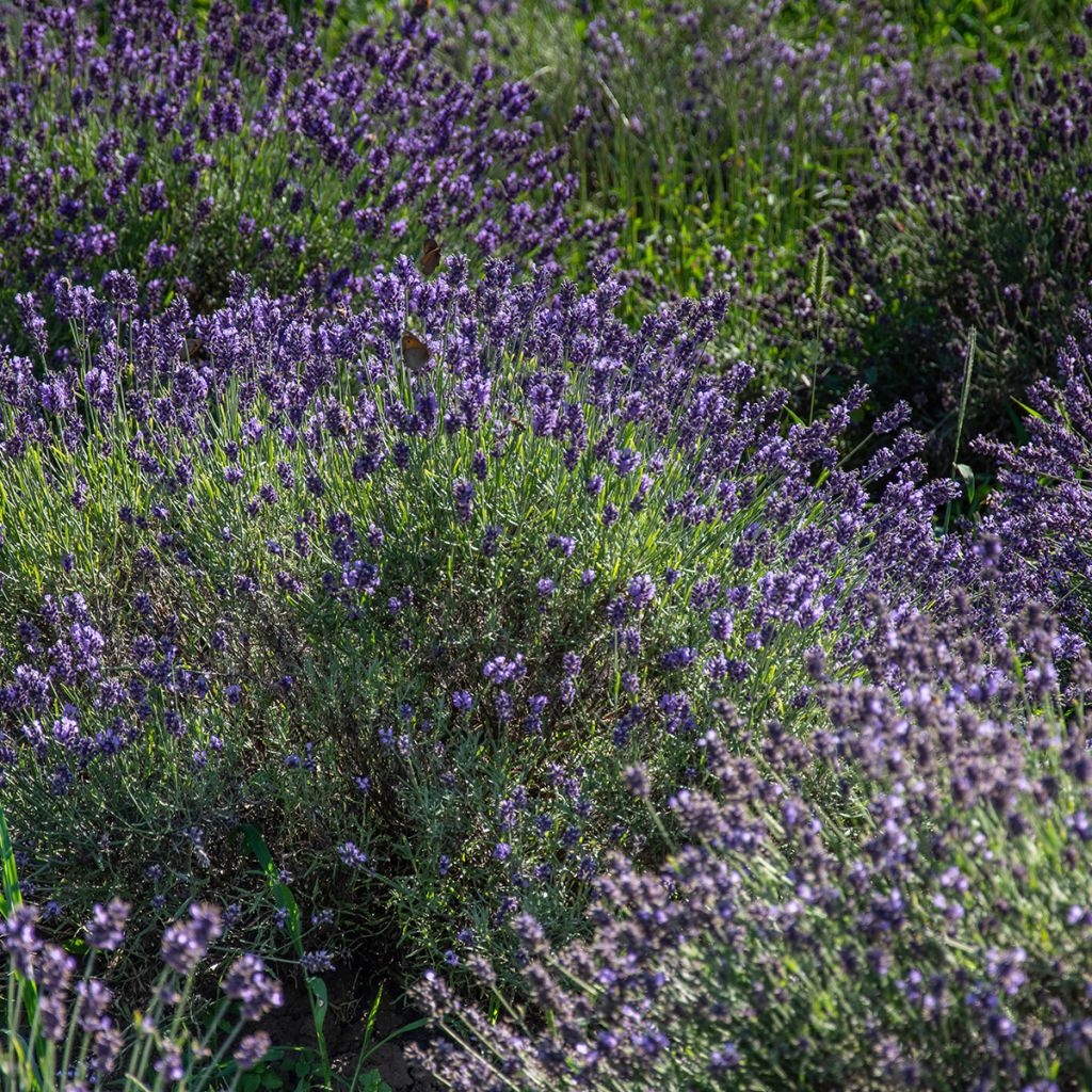 Lavandula angustifolia Havana - Echte lavendel