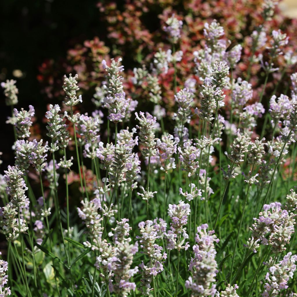 Lavandula angustifolia Loddon Pink - Echte lavendel