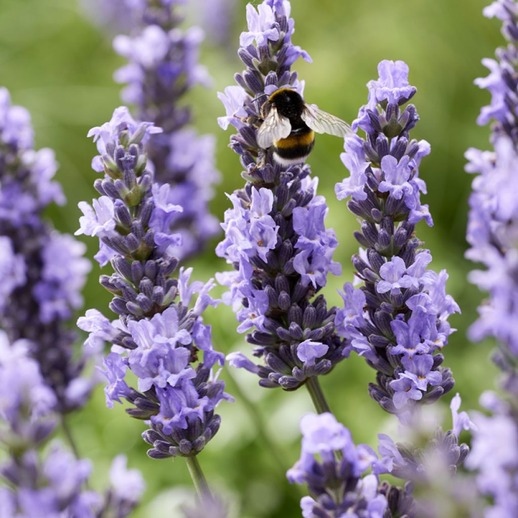 Lavandula intermedia Sensational! - Lavandin