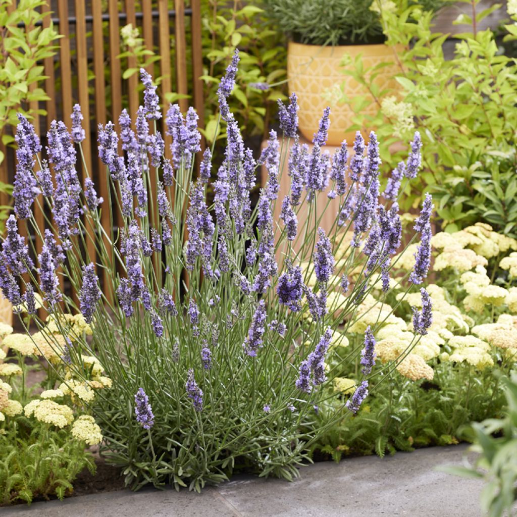 Lavandula intermedia Sensational! - Lavandin
