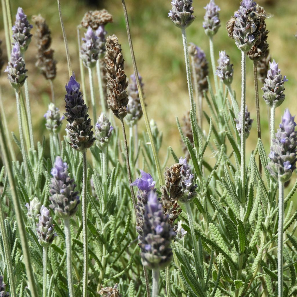 Lavandula dentata - Franse lavendel