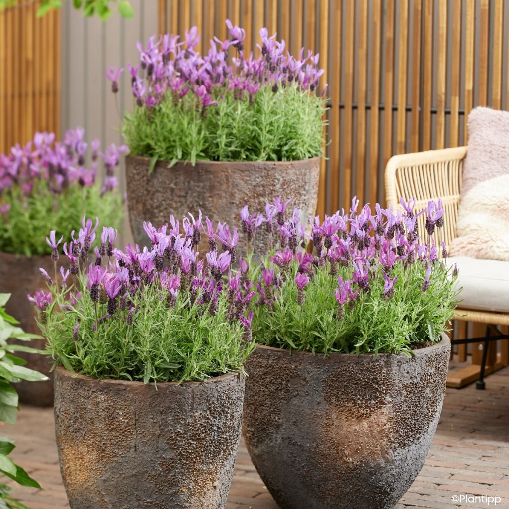 Lavandula stoechas Bella Toscane - Kuiflavendel