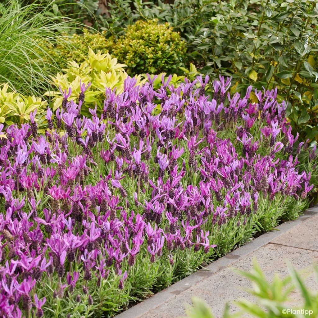 Lavandula stoechas Bella Toscane - Kuiflavendel