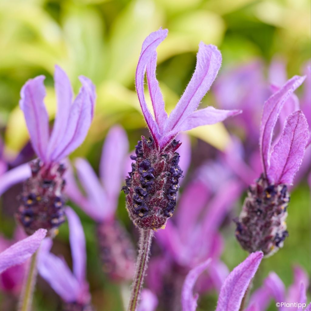 Lavandula stoechas Bella Toscane - Kuiflavendel