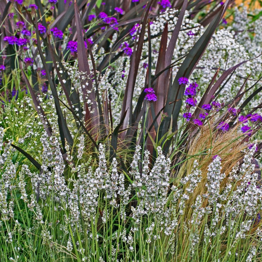 Lavandula angustifolia Alba - Echte lavendel