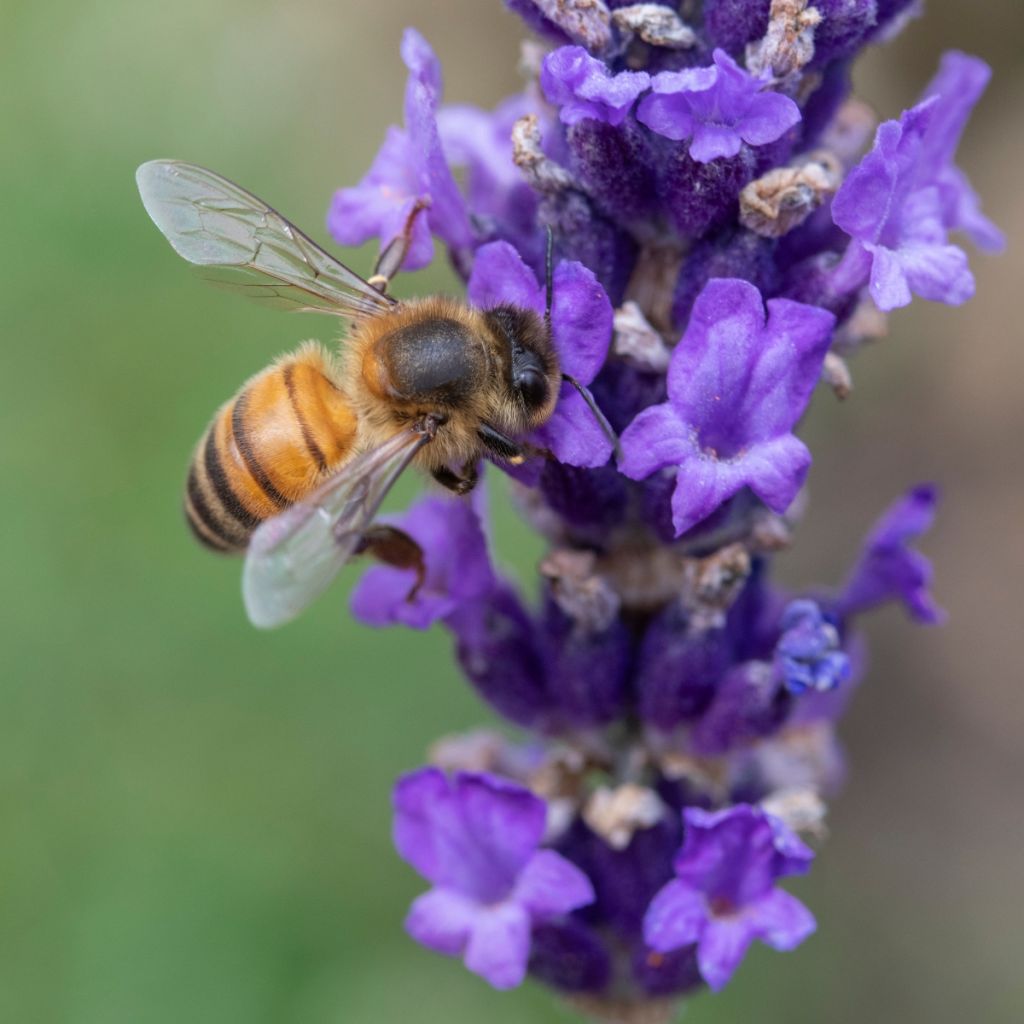 Lavandula angustifolia Hidcote - Echte lavendel