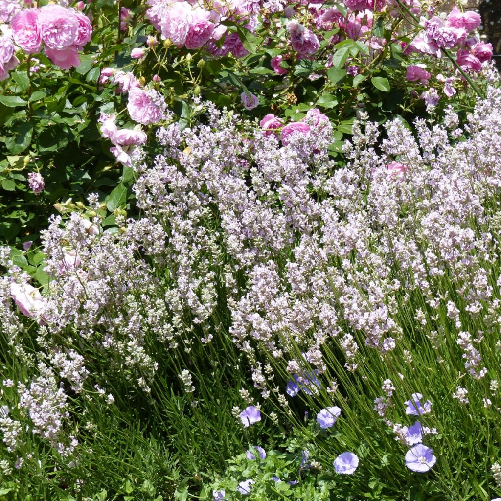 Lavandula angustifolia Rosea - Echte lavendel
