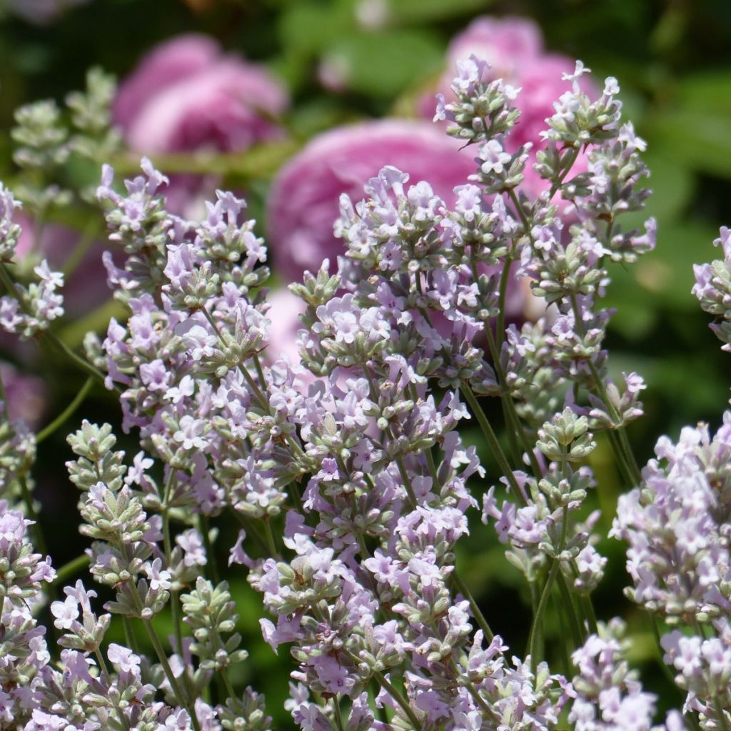 Lavandula angustifolia Rosea - Echte lavendel