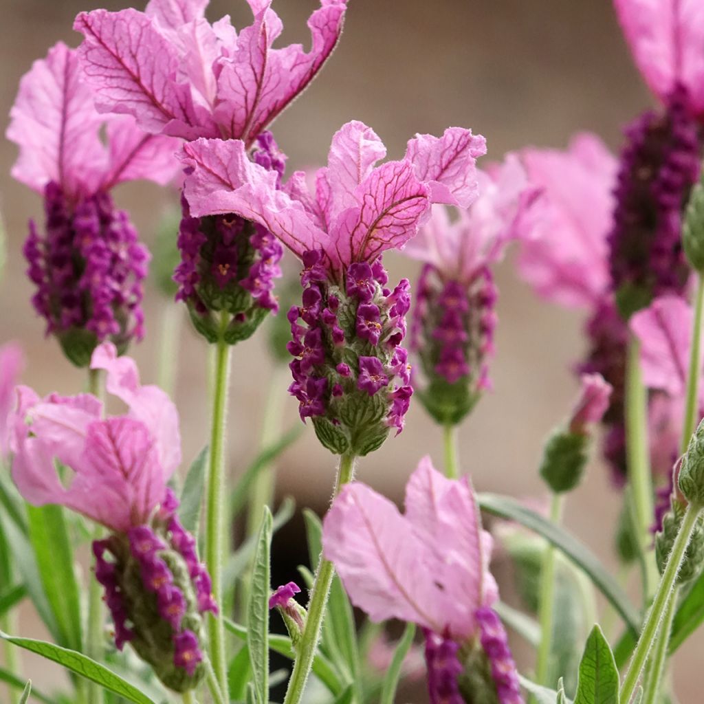 Lavandula stoechas The Princess - Kuiflavendel
