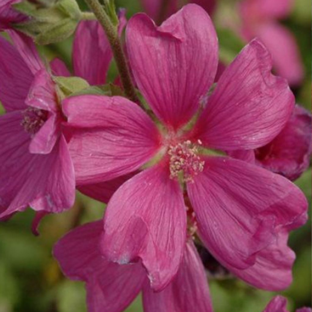 Lavatera clementii Chamallow - Struikmalva
