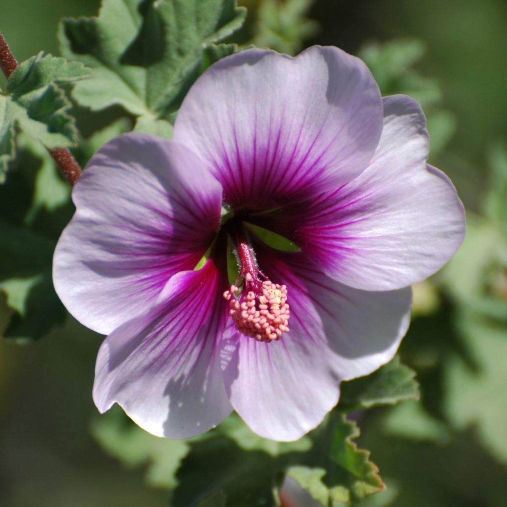 Lavatera maritima - Struikmalva