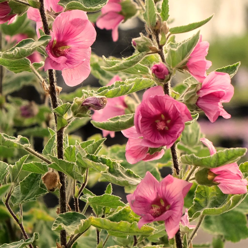 Lavatera thuringiaca Bredon Springs - Struikmalva