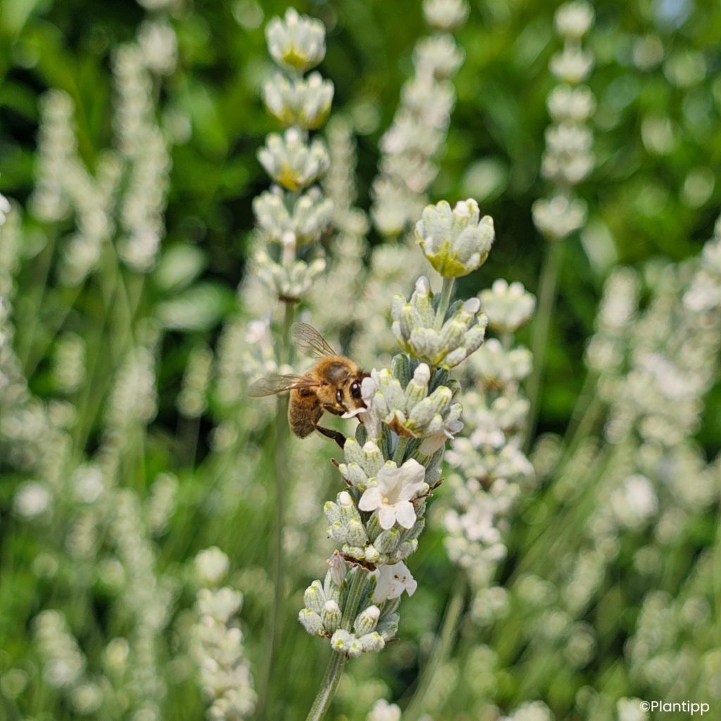 Lavandin Exceptional - Lavandula intermedia